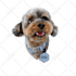 draw your pets, dog, animal into cartoon vector portrait