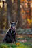 enhance wildlife photos with professional retouching and color grading