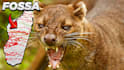 design amazing clickbait animal thumbnail