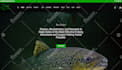 design responsive search engine optimised wordpress website
