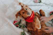 write dog articles and pet blog content