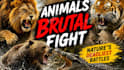 create wildlife  animals copyright free videos for youtube