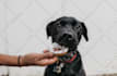 write dog articles and pet blog content