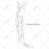 do professional medical, anatomy and scientific illustration