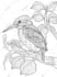 draw coloring book pages or books for adults