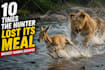 create wildlife  animals copyright free videos for youtube