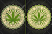 create amazing cannabis or weed tshirt design