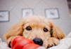 write dog articles and pet blog content