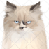 draw an awesome pet cartoon portrait
