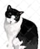 draw dog cat pet portrait vector illustration