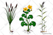 create botanical or nature illustration for you