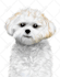 draw a cartoon for your pets in 24 hour