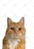 make vector illustration dog cat animal pet cartoon portrait in 24 hours