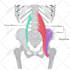 make human anatomy and veterinary coloring book