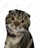 do vector illustration dog cat animal pet cartoon portrait