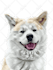 draw your cat, dog, or any pet into cartoon vector portrait