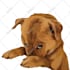 do vector illustration dog cat animal pet cartoon portrait