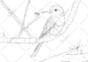 convert any photo into coloring book page