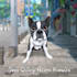 draw your pet portrait in a disney style cartoon illustration