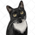 draw an amazing vector cartoon for your pet in 24 hour