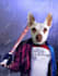 create custom super hero pet portrait