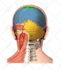 create surgical and anatomical art for medical professionals