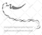 create nature vector illustration