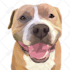 draw your dog or any pets into cartoon