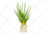 draw vector plants, fruits and vegetables illustration
