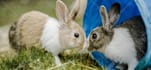 write professional and SEO optimized veterinary articles