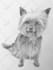 draw a portrait of your pet