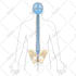 draw precise medical illustration