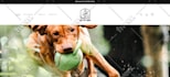 create a professional website for walmart marketplace approval