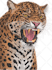 professional embroidery digitizing into dst pes exp