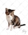 draw dog, cat, any pet to vector portrait