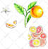 draw a botanical illustration in parts and in whole