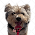 draw your pet into vector cartoon