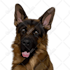 draw a pet to vector portrait
