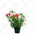 do any image editing, remove people, objects, remove background in photoshop
