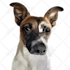 draw amazing cartoon portrait for your dog, cat or any pet