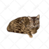 draw vector illustration dog cat animal pet cartoon portrait