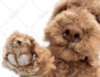 transform your dog into a drawn picture