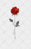create a beautiful flower tattoo design for you