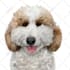 make vector illustration dog cat animal pet cartoon portrait