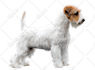 crop out 100 images head within 12 hours