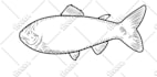 do perfect vector tracing,complicated image,vector logo from raster