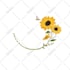 draw botanical illustrations of flowers, plants and fruits