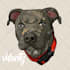 draw your pet to cartoon