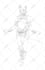 sketch the character with line art style