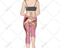 illustrate professional medical anatomy diagrams